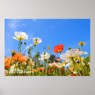 Island Poppy Poster