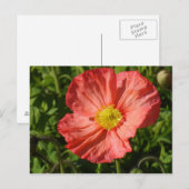 Island Poppy Postkarte (Vorne/Hinten)