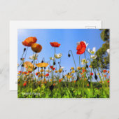 Island Poppy [Postkarte] Postkarte (Vorne/Hinten)