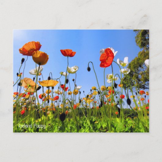 Island Poppy [Postkarte] Postkarte (Vorderseite)