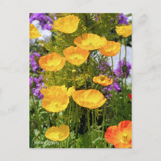 Island Poppy [Postkarte] Postkarte (Vorderseite)