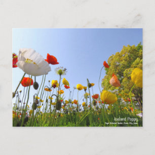 Island Poppy:Postkarte Postkarte