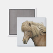 Island. Portrait eines isländischen Pferdes. Magnet (Vorderseite/Rückseite)