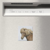 Island. Portrait eines isländischen Pferdes. Magnet (In Situ (Geschirrspüler))