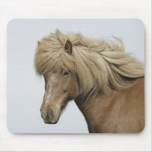 Island. Porträt eines isländischen Pferdes. Mousepad