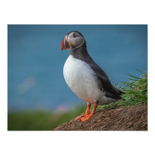 ISLAND PUFFIN-FOTO FOTODRUCK (Vorne)