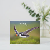 Island Puffin Postkarte (Stehend Vorderseite)