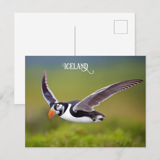 Island Puffin Postkarte (Vorne/Hinten)