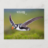 Island Puffin Postkarte (Vorderseite)