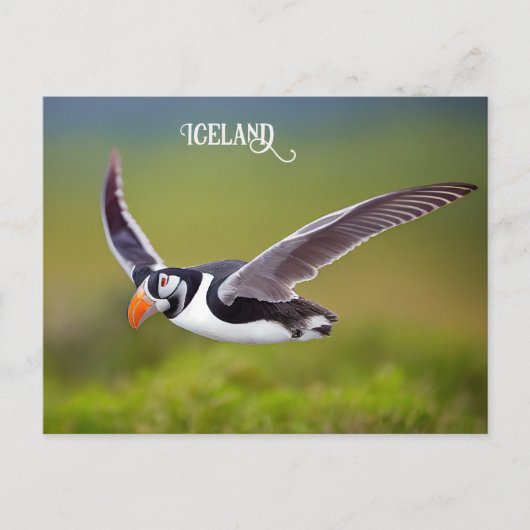 Island Puffin Postkarte (Vorderseite)