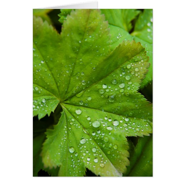 Island. Region Süd. Gullfoss (Vorne)