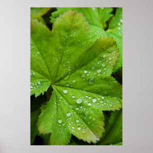 Island. Region Süd. Gullfoss Poster