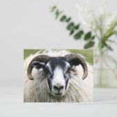 Island Sheep Postkarte (Stehend Vorderseite)