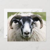 Island Sheep Postkarte (Vorne/Hinten)