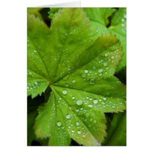 Island. Südregion. Gullfoss