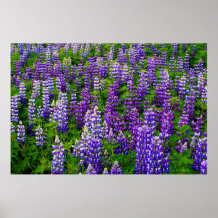 Island. Vik i Myrdal. Lupinenfeld Poster