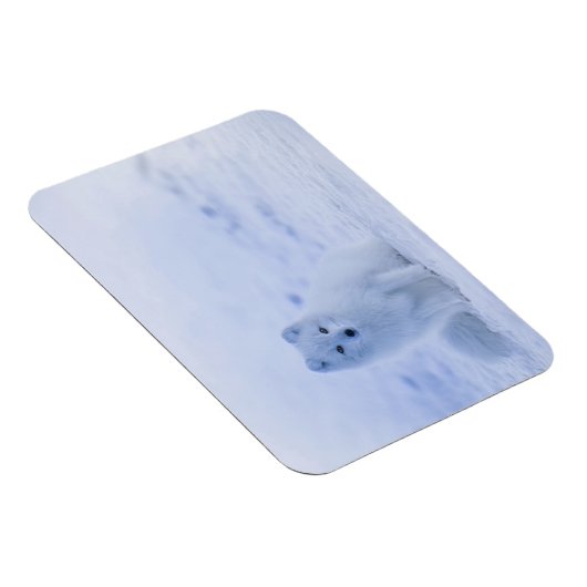 Islandarktischer Fox Magnet (Rechte Seite)