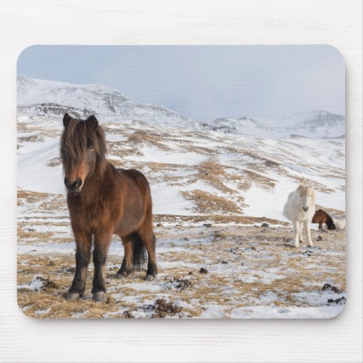 Isländerpferde im Winter Mousepad (Vorne)