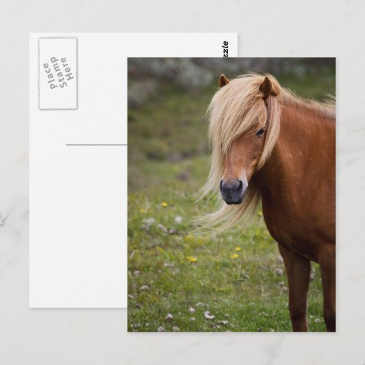 Islandfoal Postkarte (Vorne/Hinten)