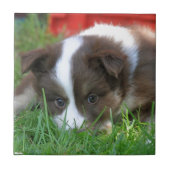 Islandhund Fliese (Vorderseite)