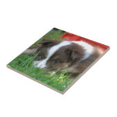 Islandhund Fliese (Seite)