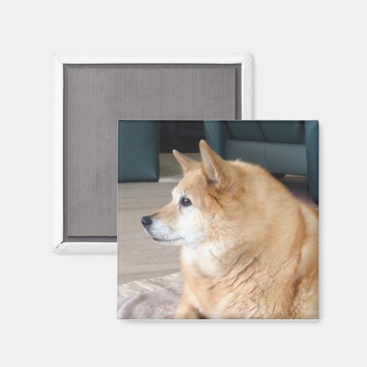 Islandhund Magnet (Vorderseite/Rückseite)