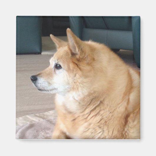 Islandhund Magnet (Vorne)