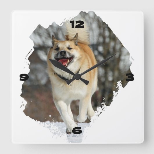 Islandhund Quadratische Wanduhr (Vorderseite)