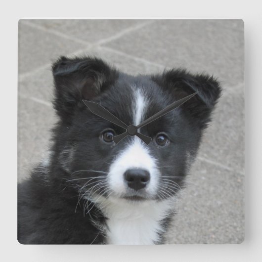 Islandhund Quadratische Wanduhr (Vorderseite)