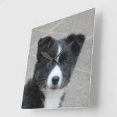 Islandhund Quadratische Wanduhr (Winkel)