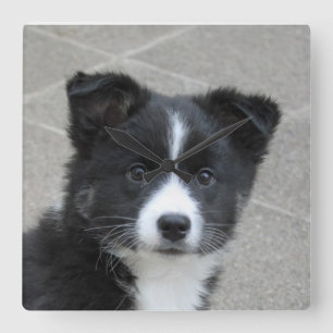 Islandhund Quadratische Wanduhr