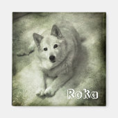 Islandhund Roka Magnet (Vorne)