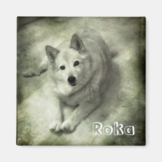 Islandhund Roka Magnet (Vorne)