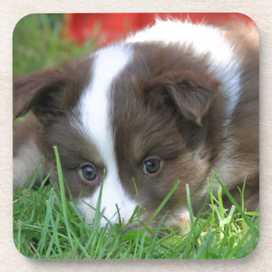 Islandhund Untersetzer