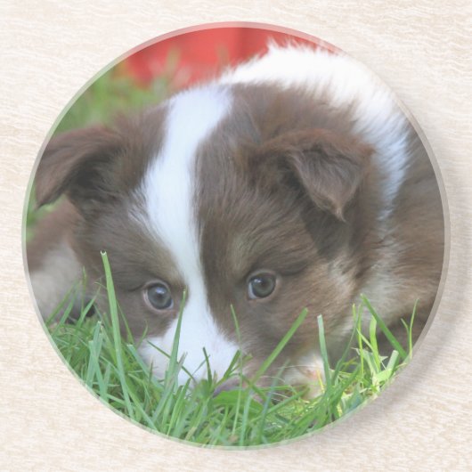 Islandhund Untersetzer (Vorne)