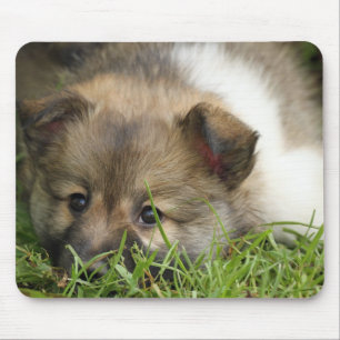 Islandhundewelpe Mousepad