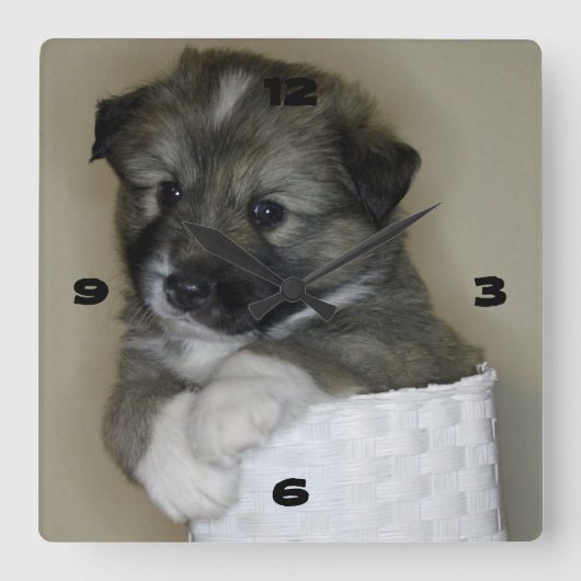 Islandhundwelpe Quadratische Wanduhr (Vorderseite)