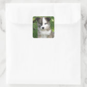 Islandhundwelpe Splitface Quadratischer Aufkleber (Tasche)