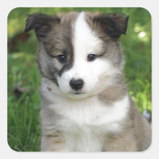 Islandhundwelpe Splitface Quadratischer Aufkleber (Vorderseite)