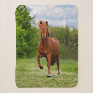Isländisch Pony Runs Tölt Funny Foto Horse Lovers Sherpadecke