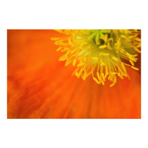 Isländisch Poppy Fotodruck