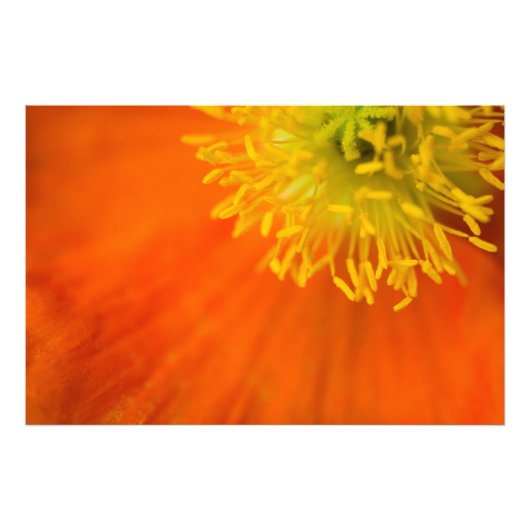 Isländisch Poppy Fotodruck (Vorne)