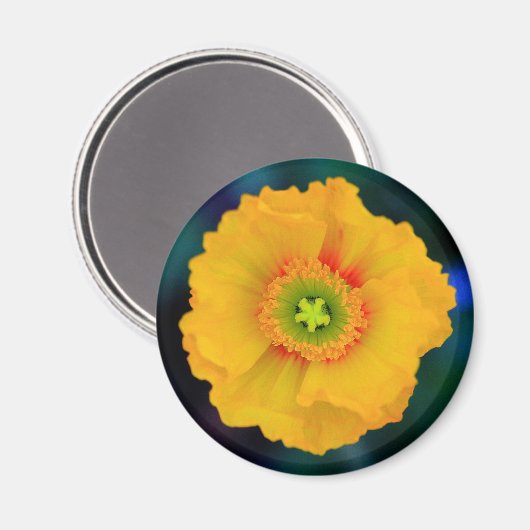 Isländisch Poppy Magnet (Vorderseite/Rückseite)