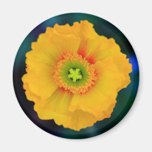Isländisch Poppy Magnet