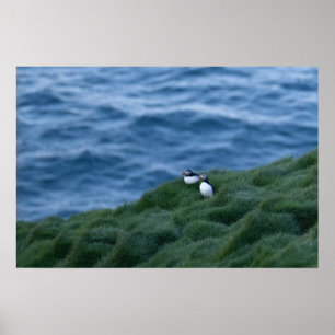 Isländisch Puffin Bird Poster