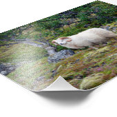Isländisch Ram Fotodruck (Ecke)