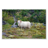 Isländisch Ram Fotodruck (Vorne)