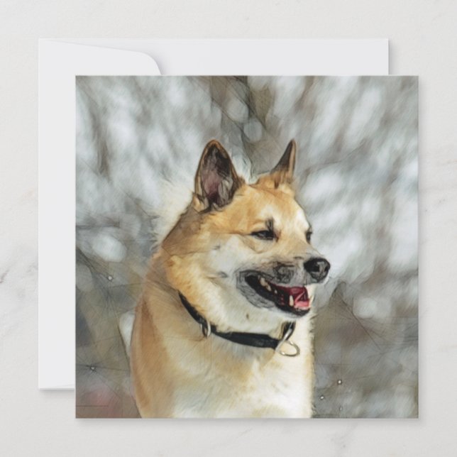 Isländisch Sheepdog 019 (Vorderseite)