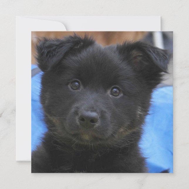 Isländisch Sheepdog 2014-0805 (Vorderseite)