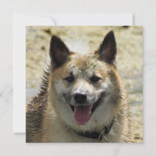 Isländisch Sheepdog 2014-0807